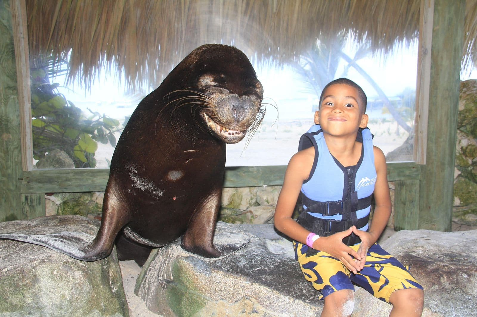 Dolphin Explorer